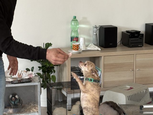 Cirkus Joo
